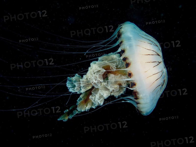 Compass jellyfish (Chrysaora hysoscella), dive site Renvyle, Co. Galway, Irish Sea, North Atlantic, Ireland, Europe