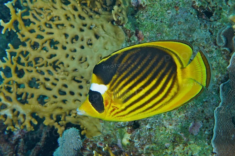 Diagonal butterflyfish (Chaetodon fasciatus), Dive site Small Gifton Reef, Hurghada, Egypt, Red Sea, Africa
