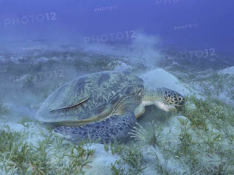 Green turtle (Chelonia mydas) with ship keeper (Remora remora), eating sea grass, stirring up sand, dive site House Reef, Mangrove Bay, El Quesir, Red Sea, Egypt, Africa