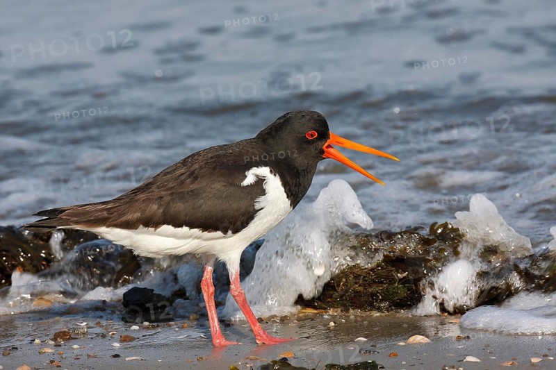 Eurasian oystercatcher (Haematopus ostralegus), excited adult bird in the surf, Lower Saxony Wadden Sea National Park, East Frisian Islands, Lower Saxony, Germany, Europe