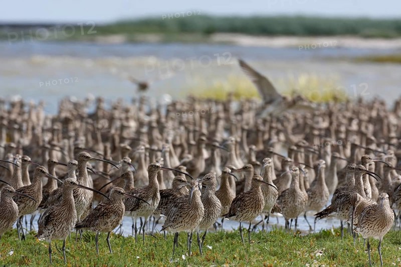Eurasian curlew (Numenius arquata), resting troop on the mudflats during autumn migration off the island of Minsener Oog, Lower Saxony Wadden Sea National Park, East Frisian Islands, Lower Saxony, Germany, Europe