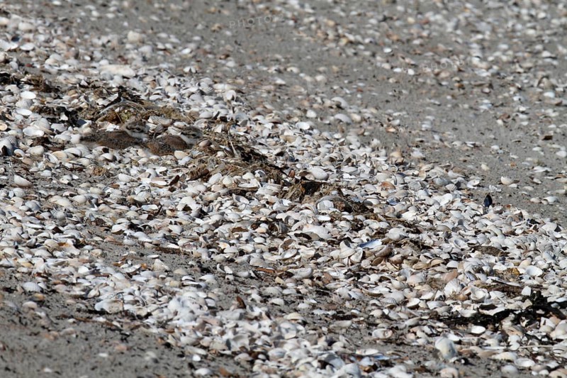 Little Ringed Plover (Charadrius hiaticula), juvenile on the beach looking for food, well hidden and camouflaged, search photo, Lower Saxon Wadden Sea National Park, East Frisian Islands, Lower Saxony, Germany, Europe