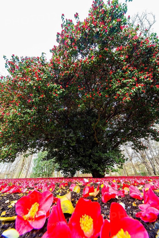 Camellia in Pillnitz Palace Park