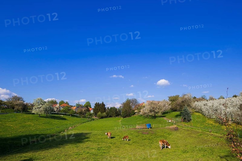 Blossoming apple orchards, cows in a pasture