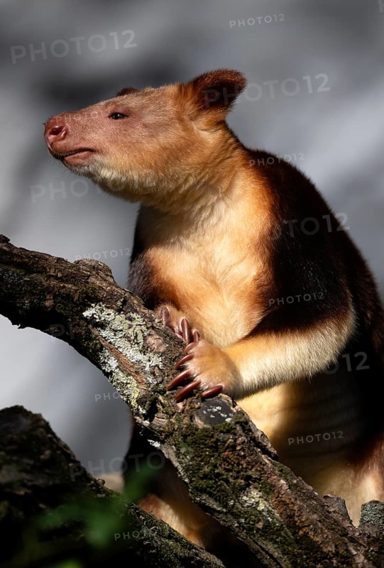 Goodfellow's tree-kangaroo (Dendrolagus goodfellowi), captive, on tree trunk, Baden-Württemberg, Germany, Europe
