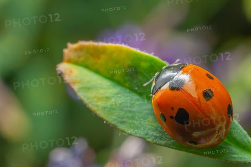 Seven-spot ladybird (Coccinella septempunctata) resting on a leaf. Bas-Rhin, Collectivite europeenne d'Alsace, Grand Est, France, Europe