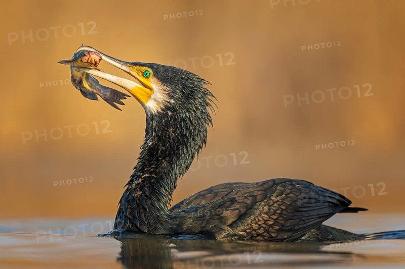 Great cormorant (Phalacrocorax carbo) with catfish as prey, hunting, fishing, making prey, sunrise, MorKiskunsag National Park, Hungary, Europe