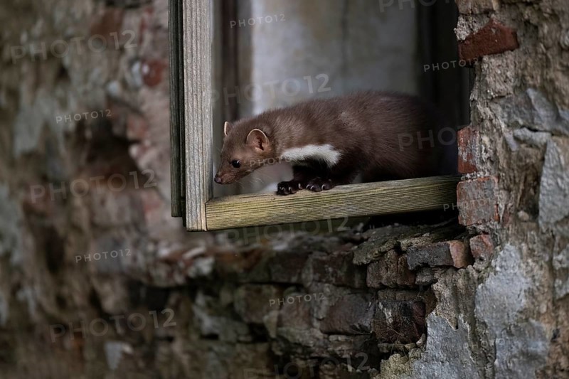 Beech marten (Martes foina), Bitburg, Rhineland-Palatinate, Germany, Europe