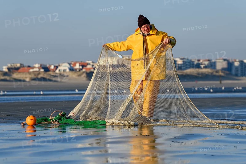 Horse fisher spreads his net, catching Brown shrimp (Crangon crangon), Koksijde, North Sea coast, province of West Flanders, Belgium, Europe