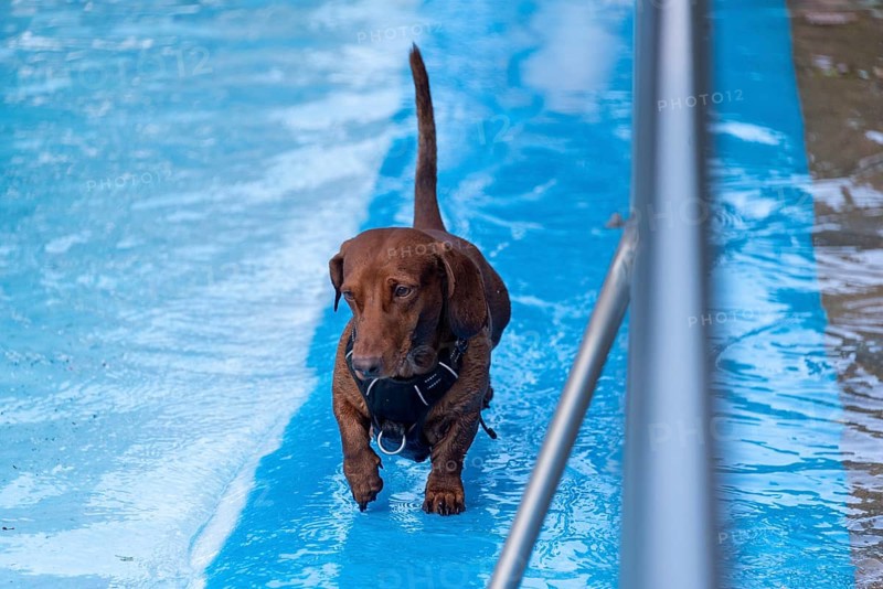 Dachshund running along the edge of an outdoor pool, Magdeburg, Saxony-Anhalt, Germany, Europe