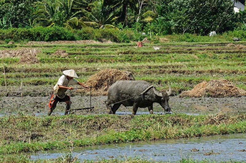 Rice farmer cultivates tilled rice field with plough is pulled by water buffalo (Bubalus arnee), Philippines, Asia