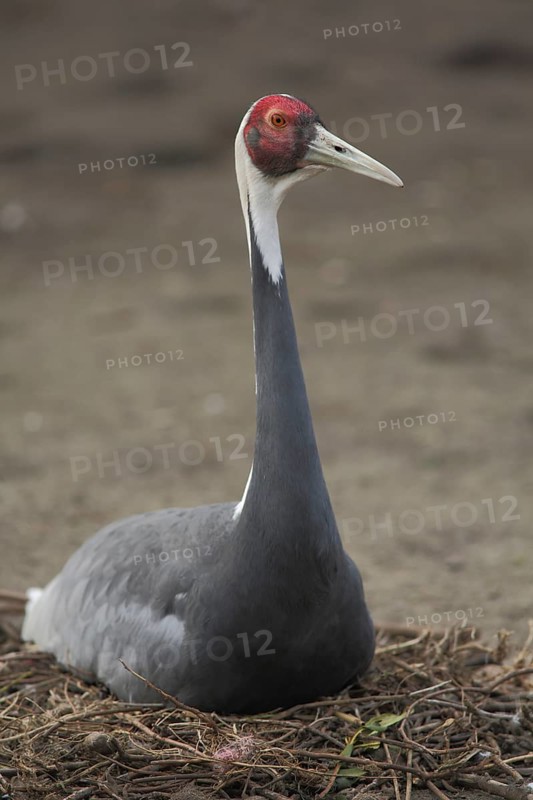 White-naped Crane (Grus vipio), nest, perch, breed, crane birds, cranes (Gruidae), crane, Gruiformes, bird, animal, vertebrate, captive