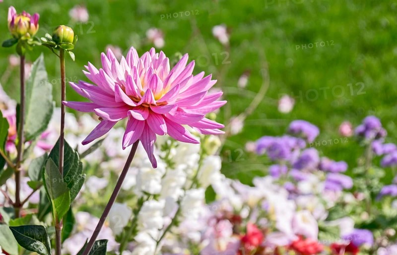Dahlias (Dahlia), Rhineland-Palatinate, Germany, Europe