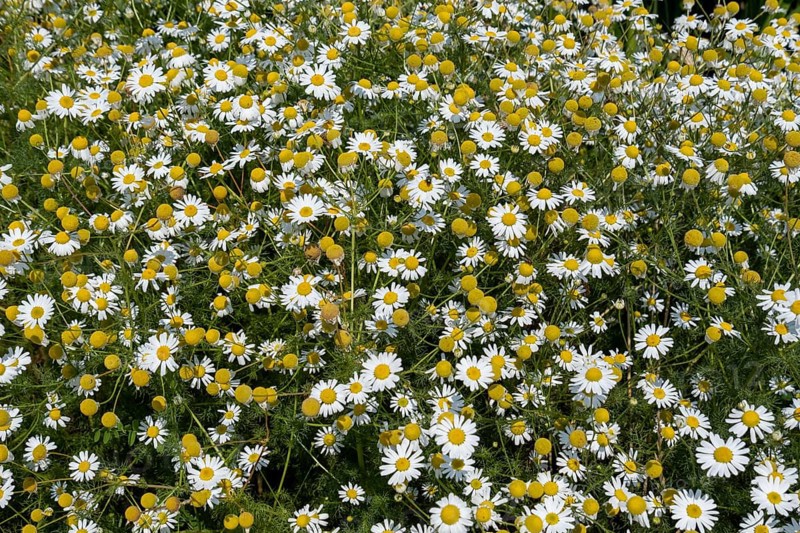 Flowering chamomile (Matricaria chamomilla L.) in a wild, natural flower meadow, Münsterland, North Rhine-Westphalia, Germany, Europe