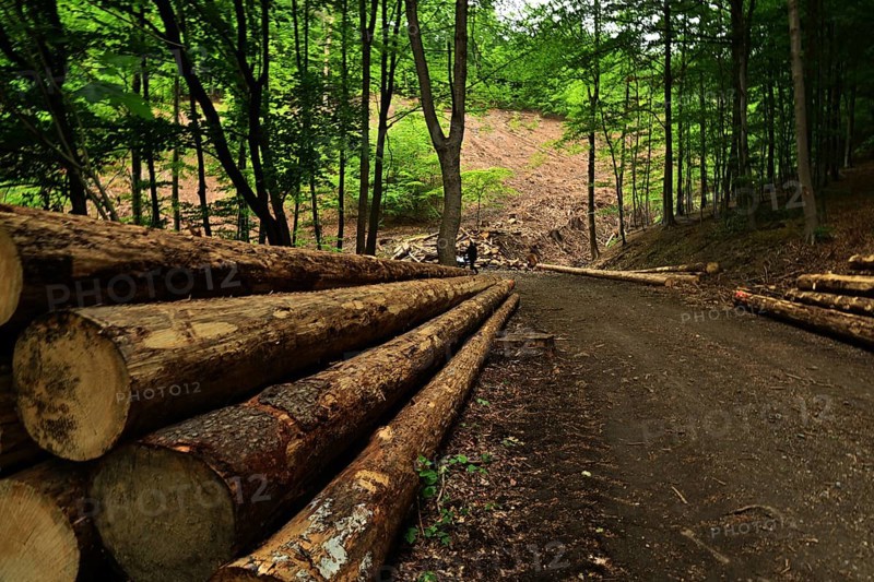 Forest damage in the Sauerland region has caused about 40 % of the spruce stand, especially in monocultures. The picture shows forest damage in May 2020, Germany, Europe
