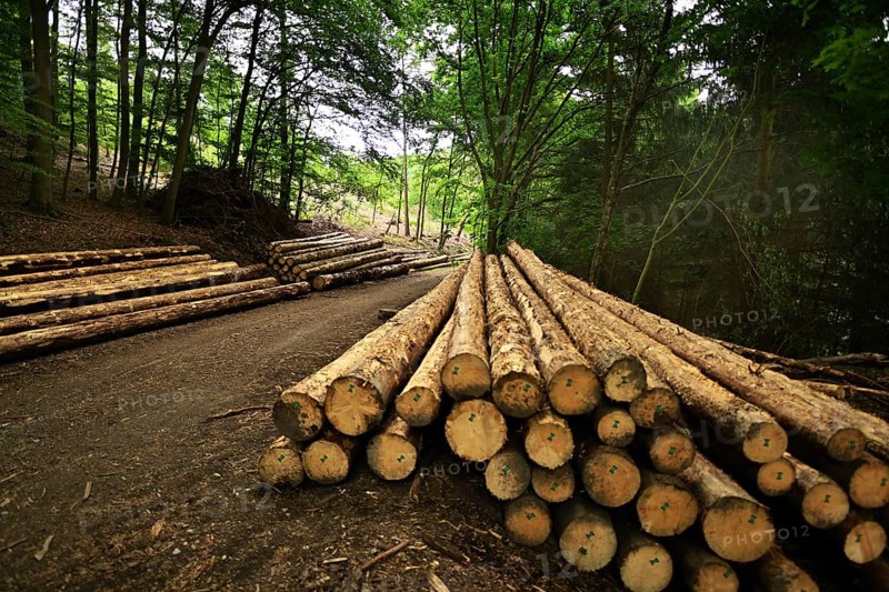 Forest damage in the Sauerland region has caused about 40 % of the spruce stand, especially in monocultures. The picture shows forest damage in May 2020, Germany, Europe