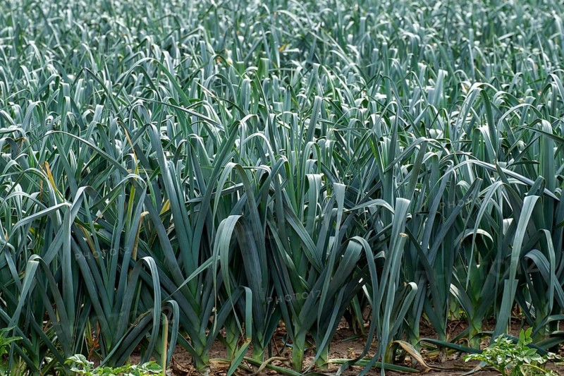 Vegetable field with leeks, Münsterland, North Rhine-Westphalia, Germany, Europe