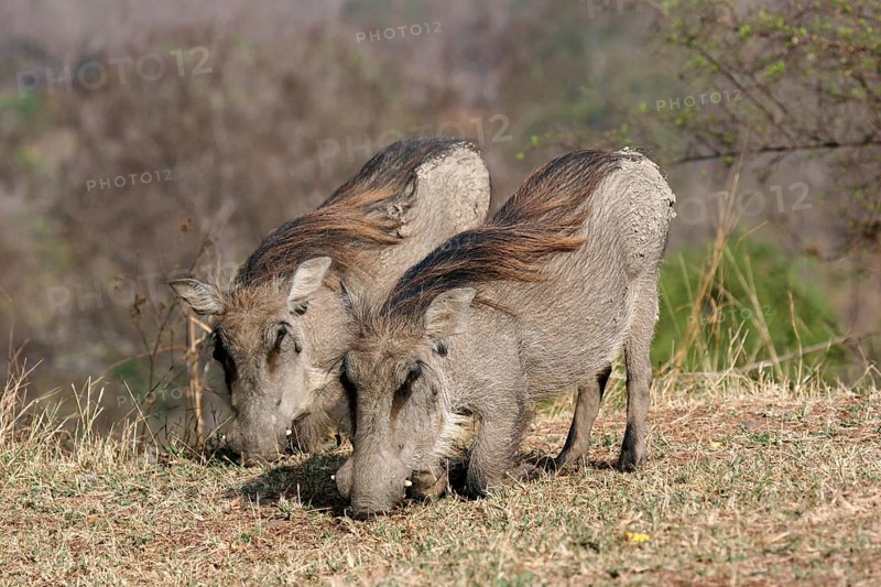 Two kneeling common desert warthog (Phacochoerus aethiopicus) grazing in Mole National Park, Ghana, West Africa, Africa