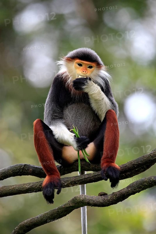 Red-shanked Douc (Pygathrix nemaeus) Langur