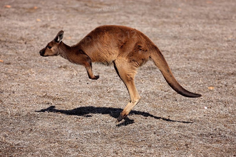 Kangaroo Island Kangaroo (Macropus fuliginosus fuliginosus), Kangaroo Island, Australia, side, Oceania