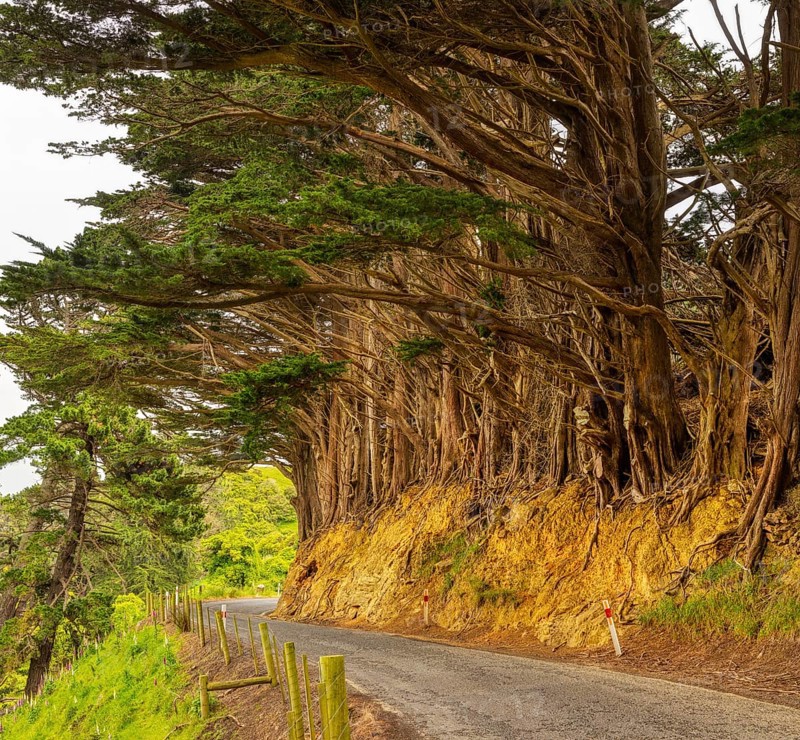 Monterey cypress (Hesperocyparis macrocarpa (Hartw.) Bartel), Big Trees, Otago, New Zealand, Oceania