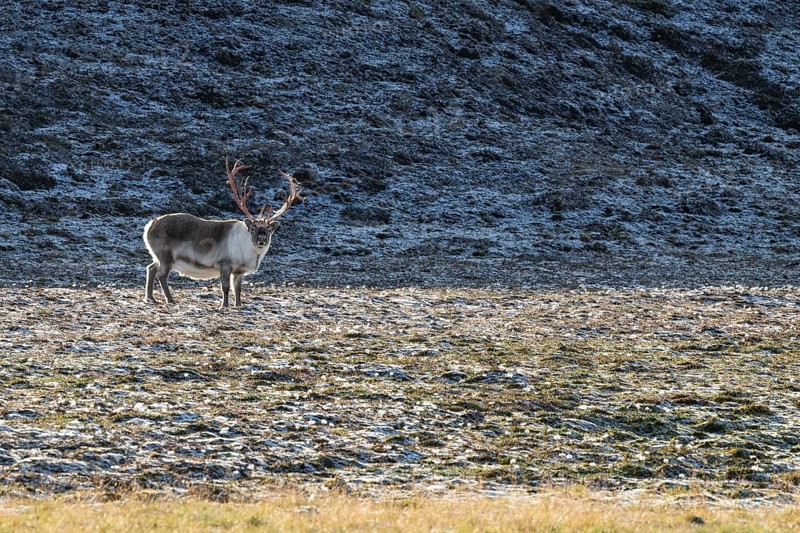 Male Svalbard Reindeer (Rangifer tarandus platyrhynchus), tundra, autumn, Kapp Wijk, Svalbard, Norway, Europe
