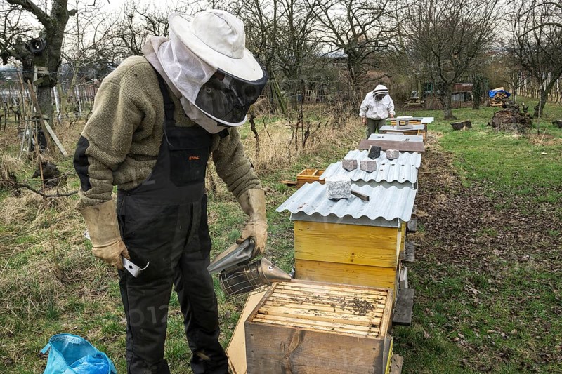 Beehives, beekeeper pacifies honey bees (Apis) with smoker in beehive, Baden-Württemberg, Germany, Europe