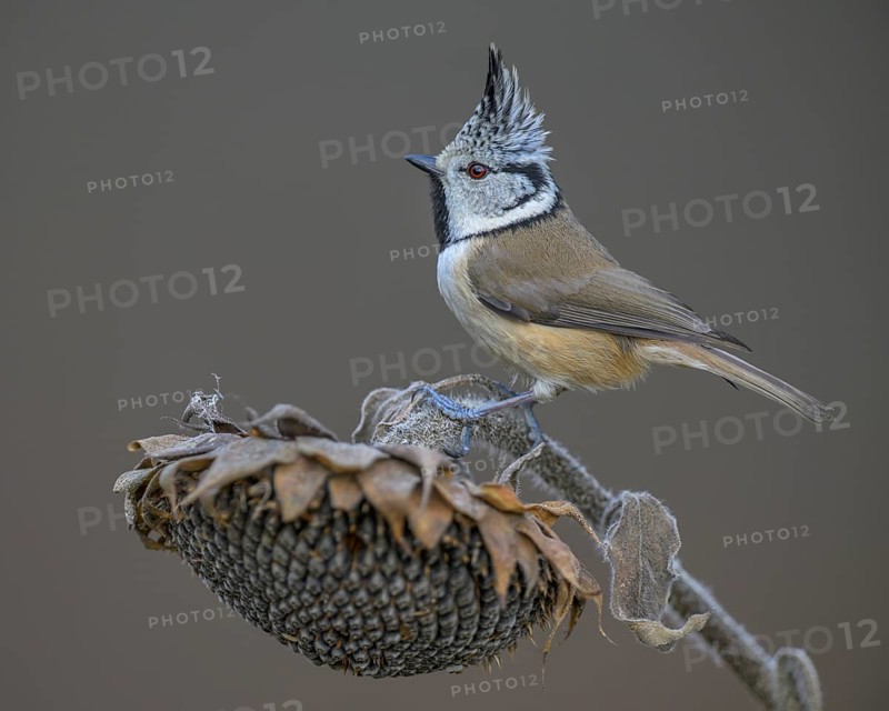 Crested Tit (Lophophanes cristatus), on faded sunflower, Biosphere Reserve, Swabian Alb, Baden-Württemberg, Germany, Europe