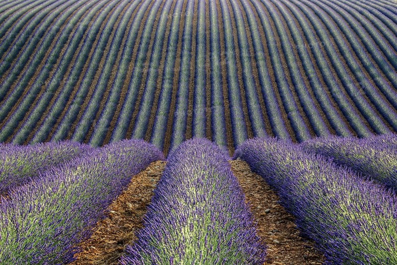 Wavy lavender field, flowering true lavender (Lavandula angustifolia), D56, between Valensole and Puimoisson, Plateau de Valensole, Provence, Provence-Alpes-Cote d Azur, South of France, France, Europe