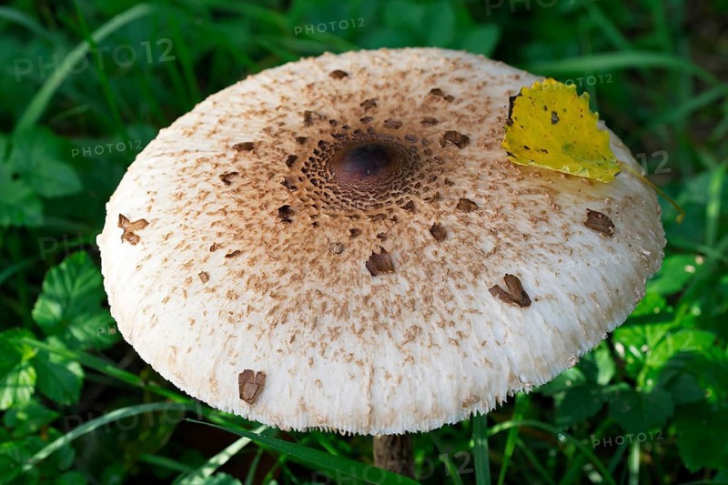 Parasol mushroom (Macrolepiota procera) also known as parasol mushroom or giant umbrella mushroom, Schleswig-Holstein, Germany, Europe