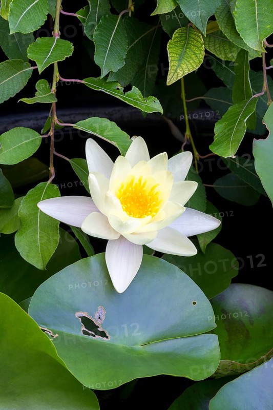 Pink water lily (Nymphaea) Baden-Württemberg, Germany, Europe