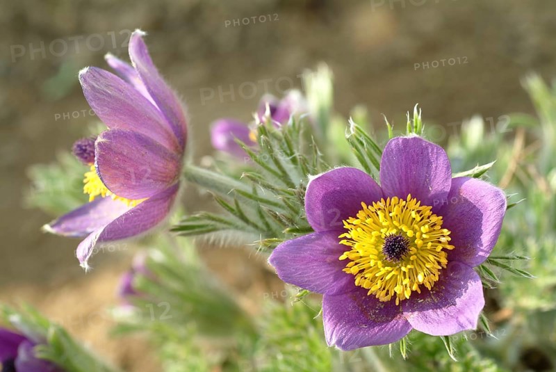 Common pasque flower (Pulsatilla) vulgaris, also known as common pasque flower, pasque flower or cow pasque flower was already valued by Hippocrates for its effect as a medicinal plant, namely for colds, headaches, anxiety, hysteria as well as for promoting menstruation