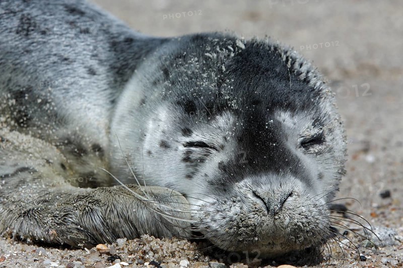 Harbor seal (Phoca vitulina), portrait of a howler, pup on the beach, Lower Saxony Wadden Sea National Park, Lower Saxony, Germany, Europe