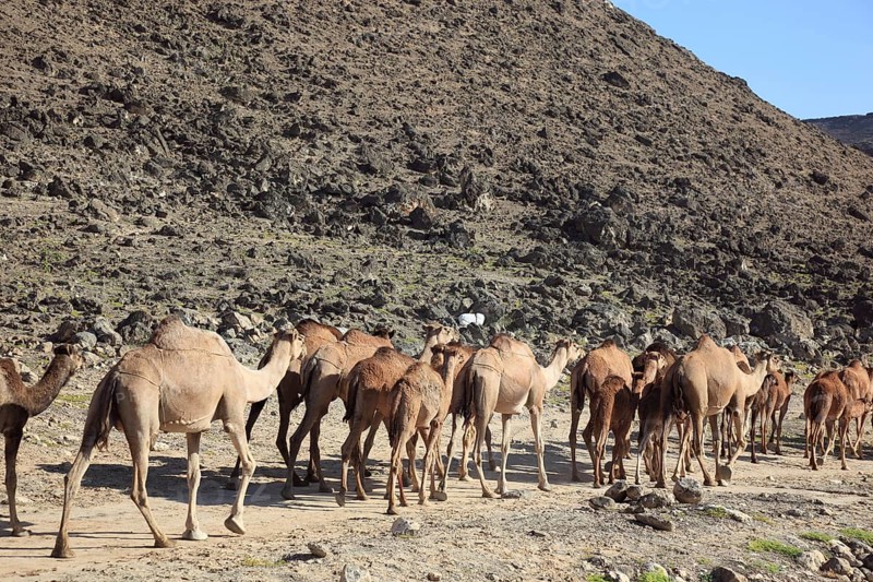 Camel herd in the Dhofar area, Jabal al Qamar, Southern Oman