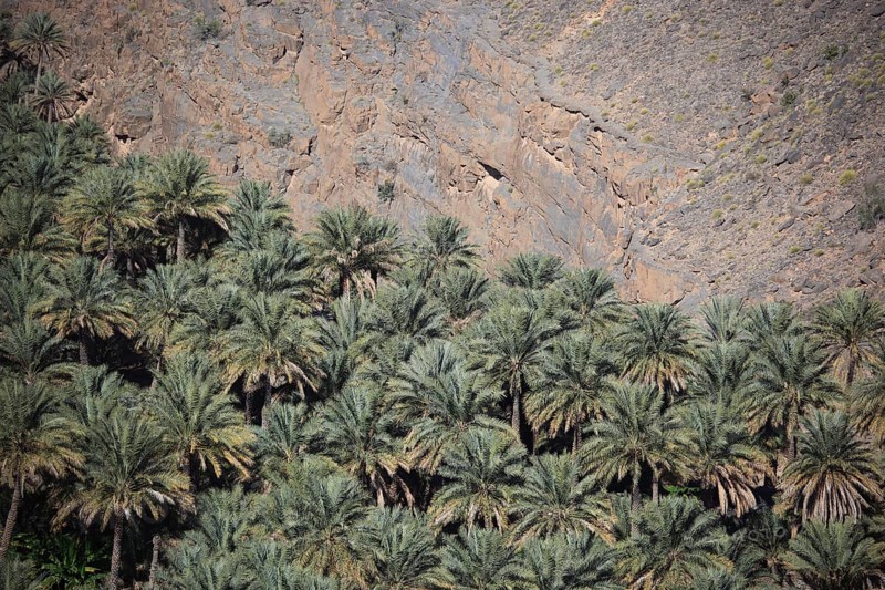 Al-Hamra is one of the many interesting oases with an old mud part with red houses on stone foundations. Here is the palm garden in the Misfah district on a steep hillside, Oman, Asia