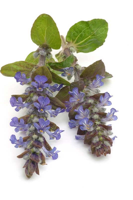 Blue bugles (Ajuga reptans), also known as guilder's goutweed, medicinal plant, infusion of dried flowering parts of the creeping goutweed is said to help against rheumatism, stomach ulcers, angina and diarrhoea when drunk