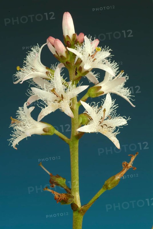 Bog bean (Menyanthes trifoliata) or bitter clover, medicinal plant