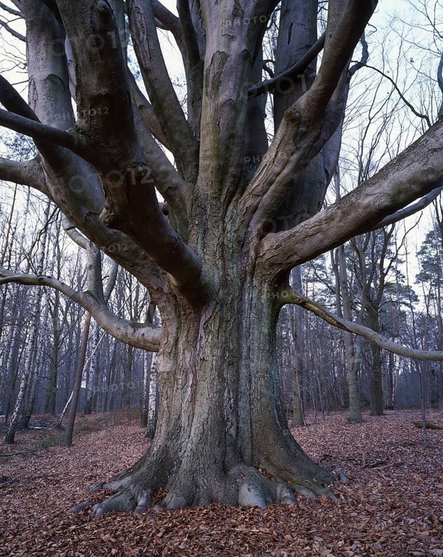 Tree trunk of the copper beech (Fagus sylvatica), large mighty beech, called Silke beech in the core zone of the Schorfheide, Brandenburg, Germany, Europe