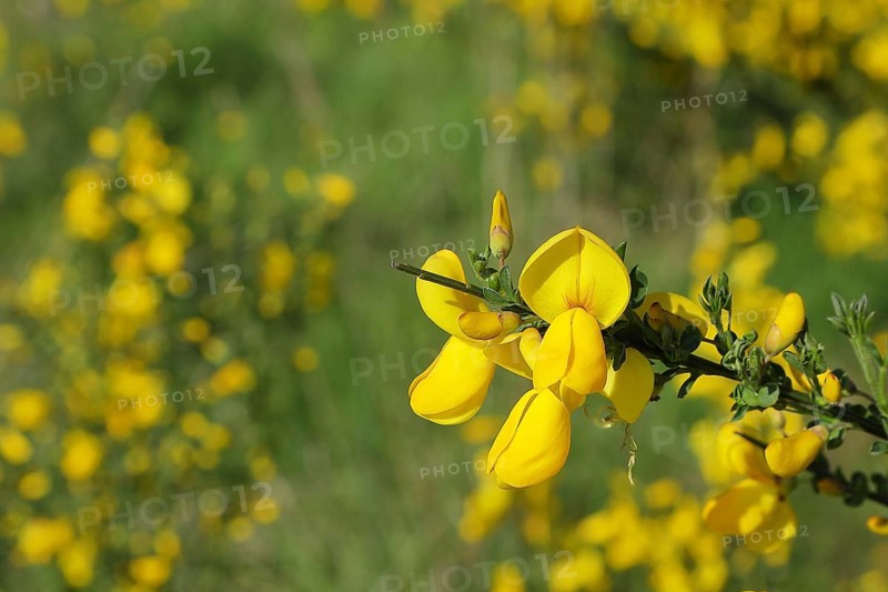 Broom (Genista), branch with yellow flowers, North Rhine-Westphalia, Germany, Europe