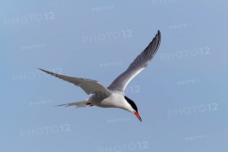 Common Tern (Sterna hirundo), flight study, animal in flight, Lower Saxon Wadden Sea National Park, East Frisian Islands, Lower Saxony, Germany, Europe