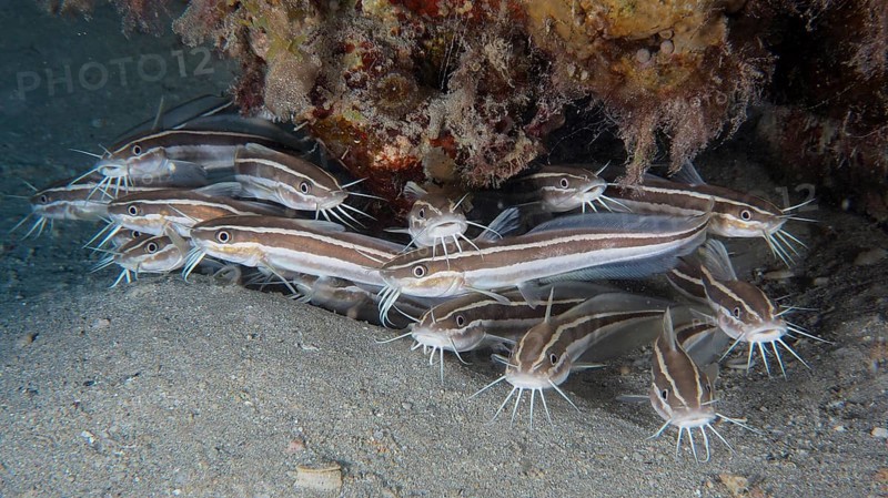 Group, school of striped eel catfish (Plotosus lineatus), juvenile. Dive site House Reef, Mangrove Bay, El Quesir, Red Sea, Egypt, Africa