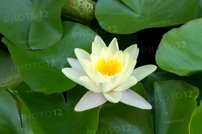 Water lily, white (Nymphaea alba), Baden-Württemberg, Germany, Europe