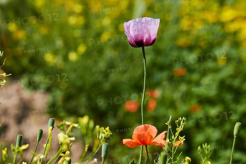 Single violet-purple calyx, from the side, flowers, close-up, macro, corn poppy (Papaver frumentum), near Valdichiesa, Salina, Aeolian Islands, Sicily, Italy, Europe