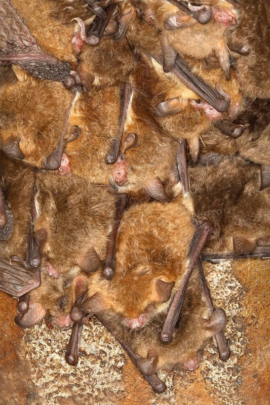 Fringed bat, natterer's bats (Myotis nattereri), in a bat box Bats, mammals, animals, Neunkirchen im Siegerland, North Rhine-Westphalia, Germany, Europe