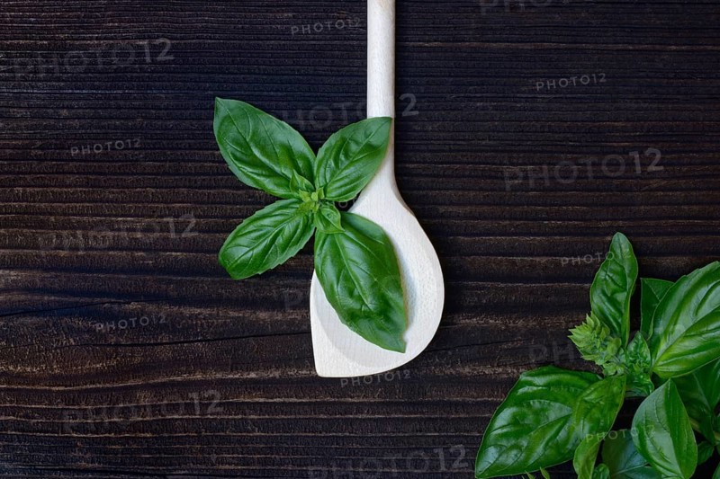 Cooking spoon and basil (Ocimum basilicum)