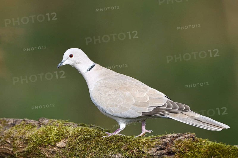 Eurasian collared dove (Streptopelia decaocto), Dingdener Heide nature reserve, North Rhine-Westphalia, Germany, Europe