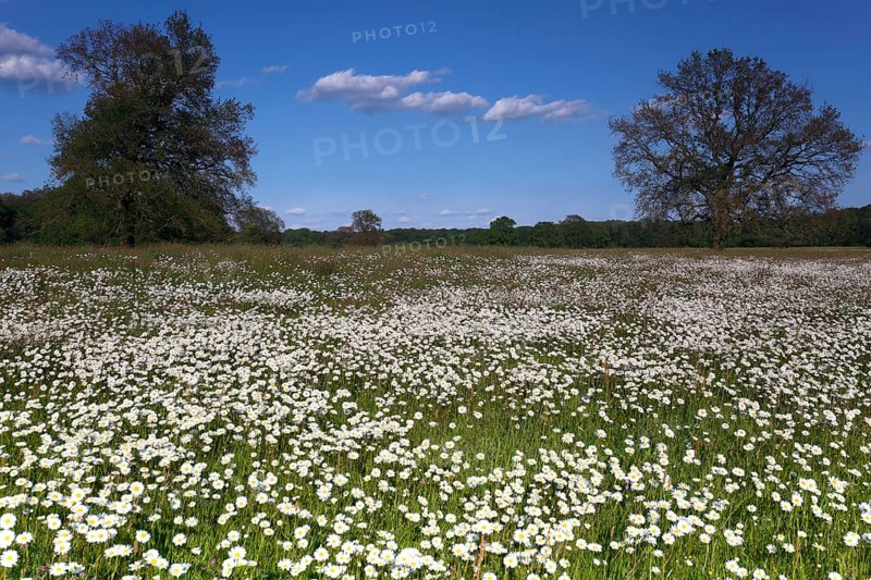 Meadows in spring with buttercups, campion and bluebells, flowering floodplain meadows in spring, Middle Elbe Biosphere Reserve, Saxony-Anhalt, Germany, Europe