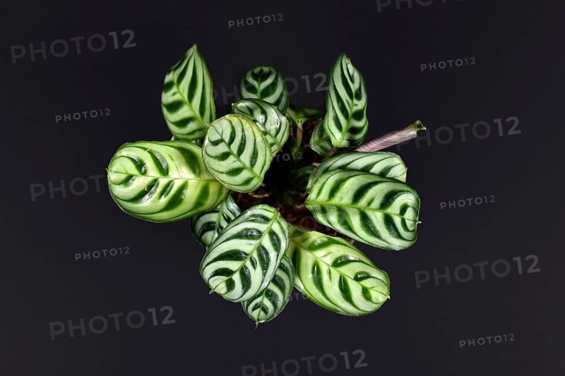 Tropical Ctenanthe Burle Marxii house plant with exotic stripe pattern on leaves on dark black background