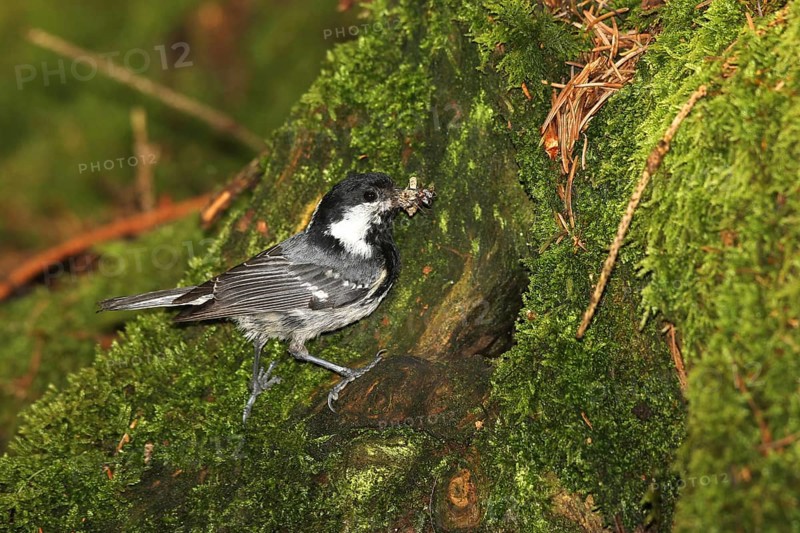 Coal Tit (Periparus ater) Old bird brings food to the breeding cavity in a hollow tree stump, Allgäu, Bavaria, Germany, Europe