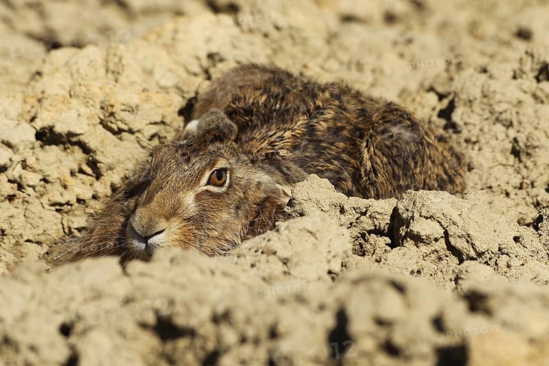 European hare (Lepus europaeus) squeezing into a field furrow, Lower Austria, Austria, Europe